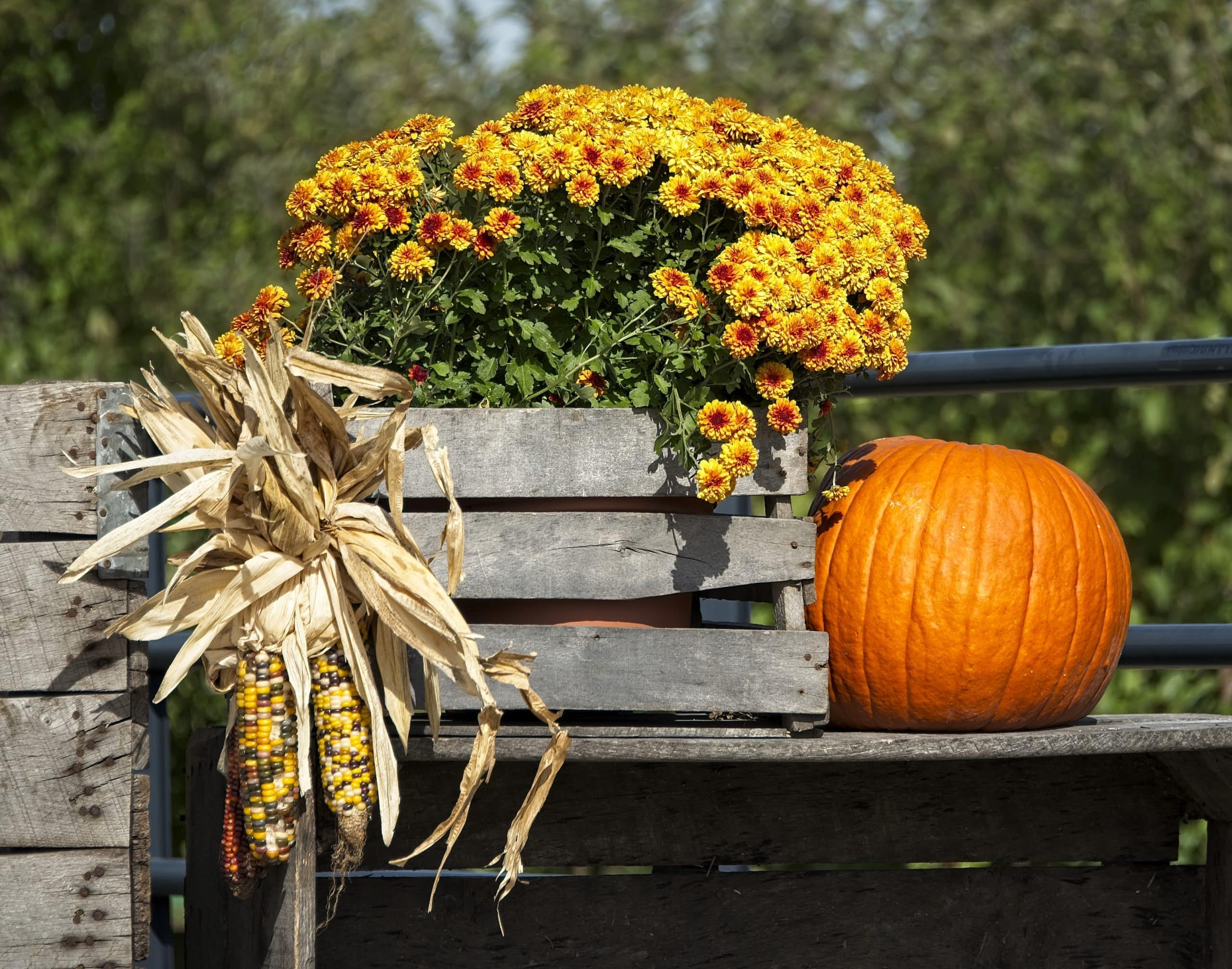 use fall festivals as a new way to get clients