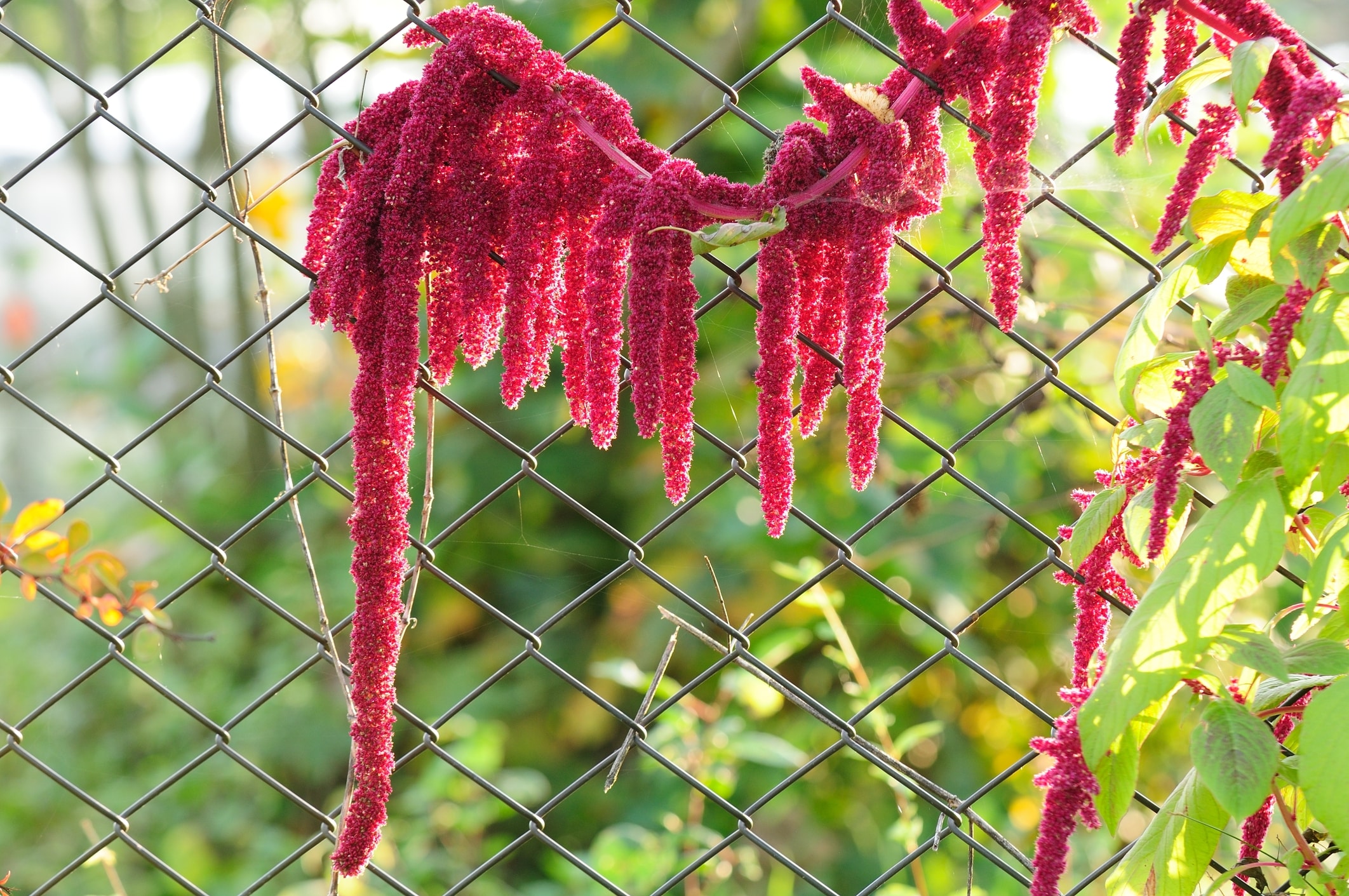 chain link fence with a flower vine growing on it built with chain link fence financing
